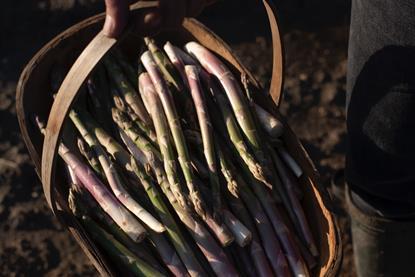 Searches for asparagus online have soared at Waitrose