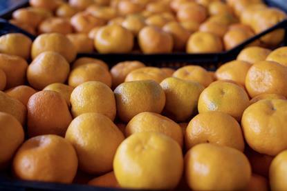 Generic tangerines in RPCs Adobe Stock