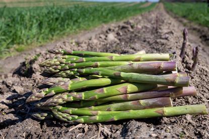 Asparagus is one of the products classified as 'medium risk'