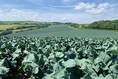 UK broccoli crop 2
