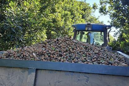 South African macadamias