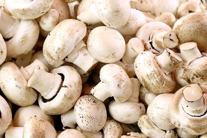 GEN mushrooms AdobeStock_277864256