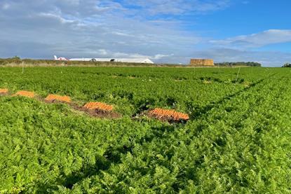 BCGA's 2024 carrot Demonstration Day