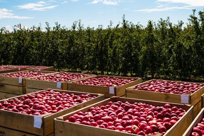 Consolidated Fruits - Apples 1