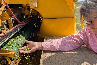 Fen Peas harvest no text