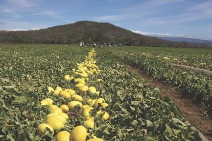 Costa Rica melons