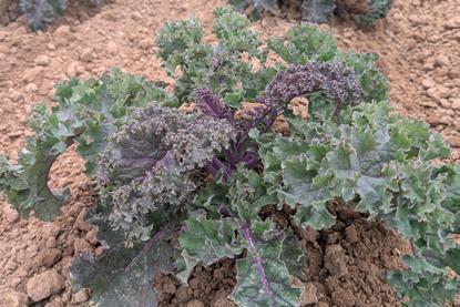 The variety is a new-to-market red kale, selected for its purple-red colour