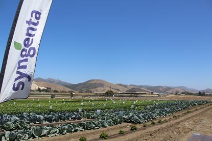 Syngenta Salinas Field