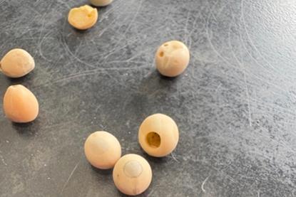 The pea bruchid tends to leave neat, circular holes when it eats its way out of the grain