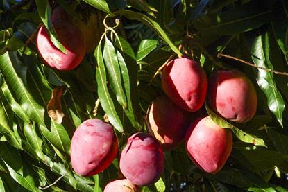 Brazil mangoes San Francisco Valley