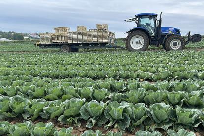 Green Best Poland cauliflower harvesting