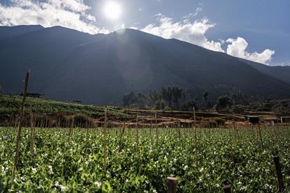 FairFruit Peru pea production landscape