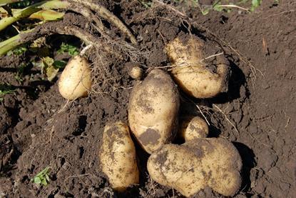 potato-1637280_1920