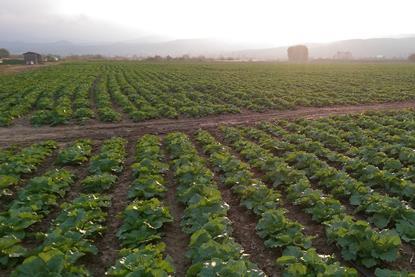 North Macedonia cabbage