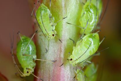 Nasonovia ribisnigri aphid