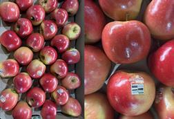 Sunrise Magic apples Fruit Australia