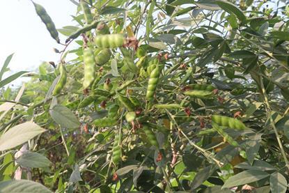Pigeon pea plants