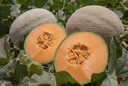 Fyffes melons