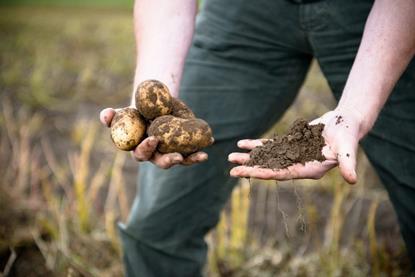 PI is a major player in the potato market