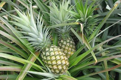 Pineapples