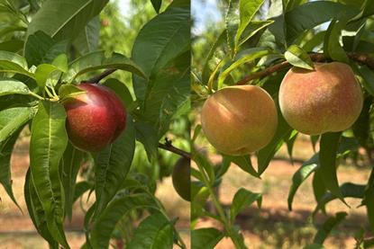 Australian stonefruit
