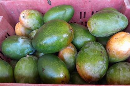 SoLumi Fresh mangoes