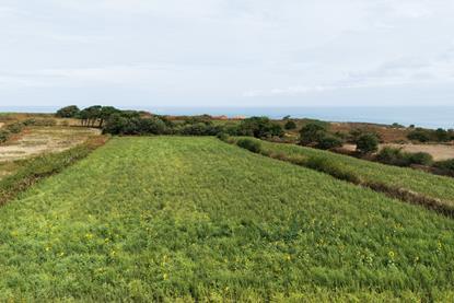 Jersey growers are focusing on sustainable production