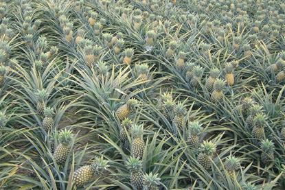 Costa Rica pineapples