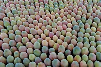 Peruvian mangoes
