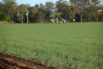 onions-growing-in-gatton2-hr