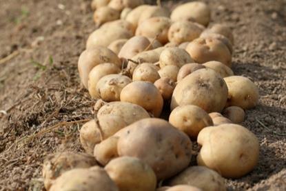 There could be a valuable additional market for potato crop by-products