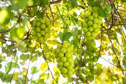 Korean Shine Muscat Grapes