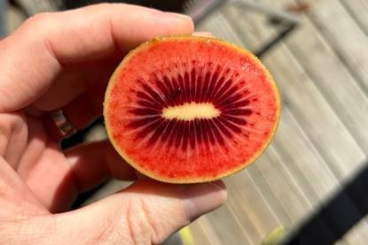 Zespri Red80 sliced open