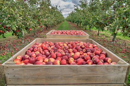 New Zealand apples being harvested