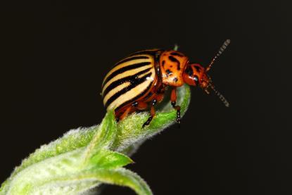 The Colorado beetle