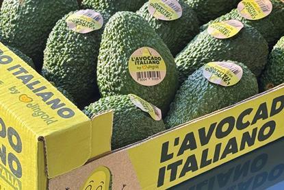 Italian Avocado Jingold