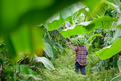 Banana plantation in Vietnam
