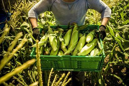 Farm worker carries a container of freshly harvested sweet corn