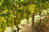 Australian table grapes