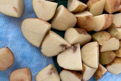 Cut potatoes showing the effects of potato mop top virus