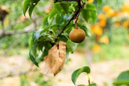 Chinese pear on tree