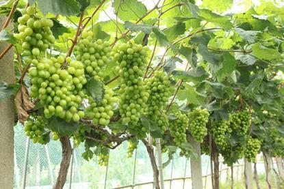 Green Grapes Xinjiang Vineyard Credit MinhChau AdobeStock_1709473300