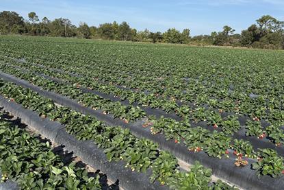 Oppy Dole Florida strawberry production US
