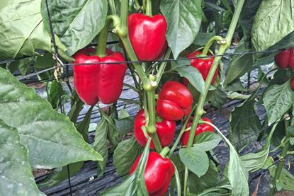 Semillas Fito Jalisco pepper