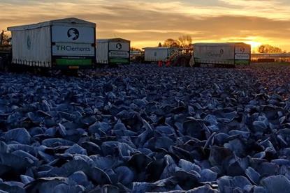 TH Clements has sold 600,000 more cabbages than in 2023