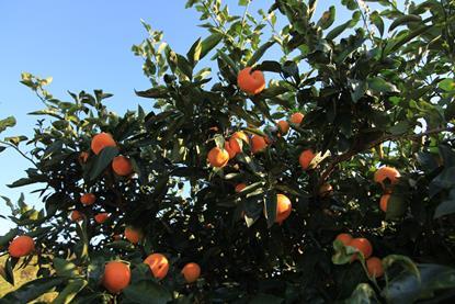 Jeju Island mandarins densely clustered on tree