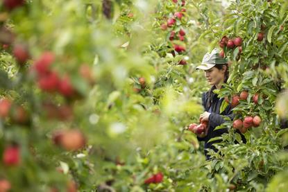 Topfruit growers are facing rising costs