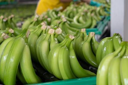 Bananas ready for export