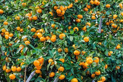 Japanese mandarins on tree