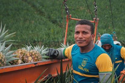 BR Brazilian pineapples IPD